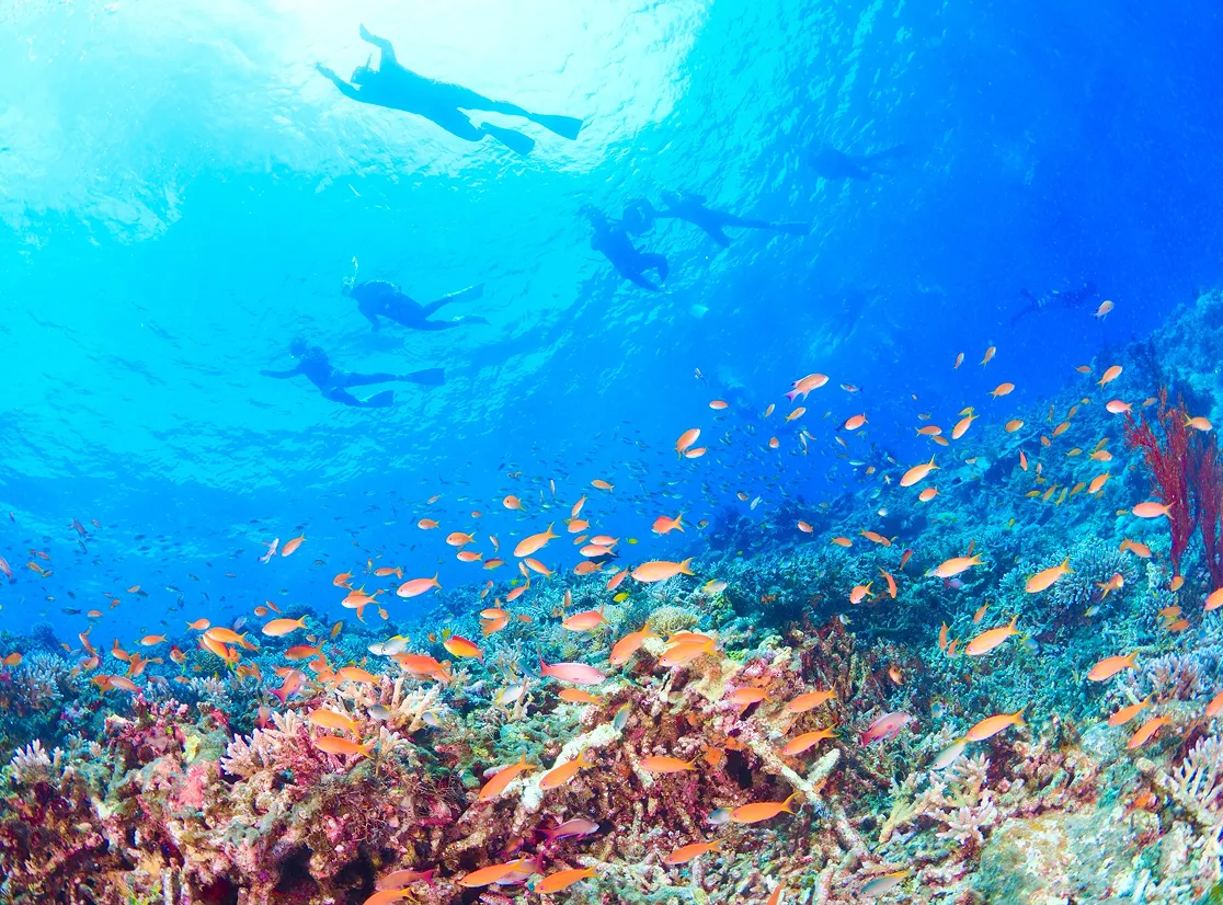 サンゴ礁の海を泳ぐシュノーケリング